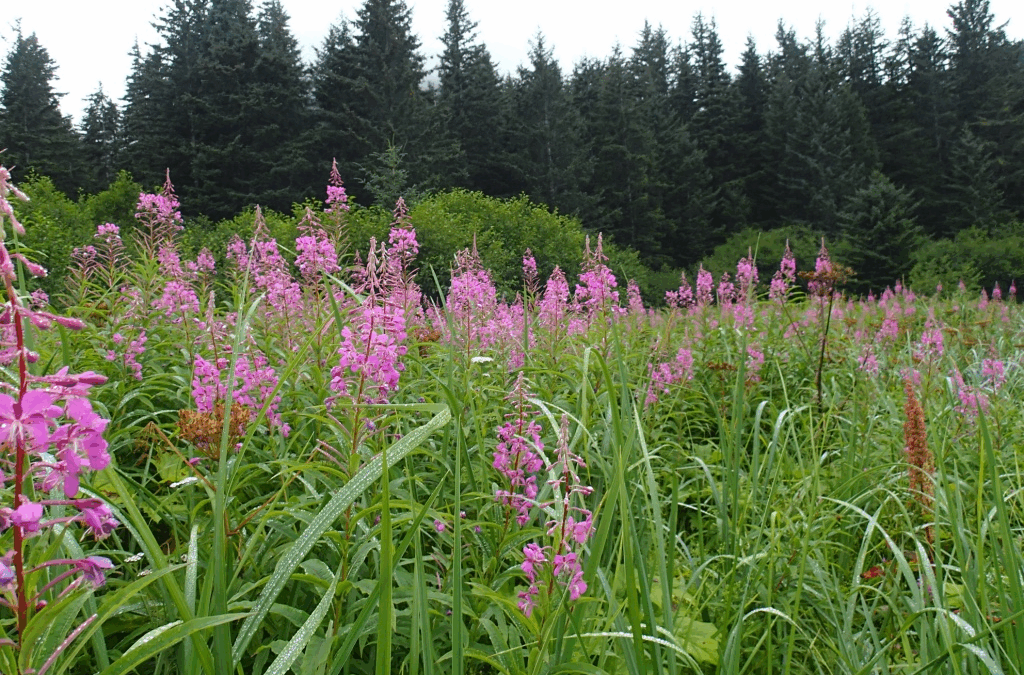 Mid-Year Update: We Remain Cautious