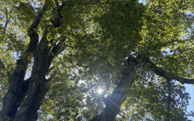 What is Supporting Stock Prices?