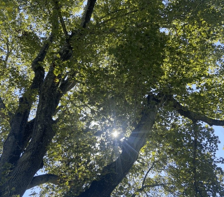 What is Supporting Stock Prices?